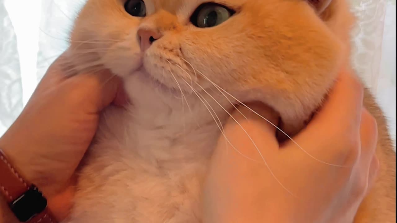 Wow~ Come and use the inspiration mushroom to rub the kitten!