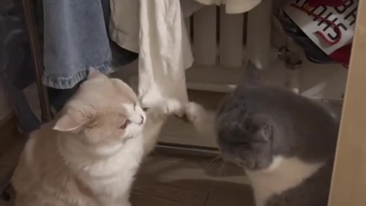 Funny cat fight🤣