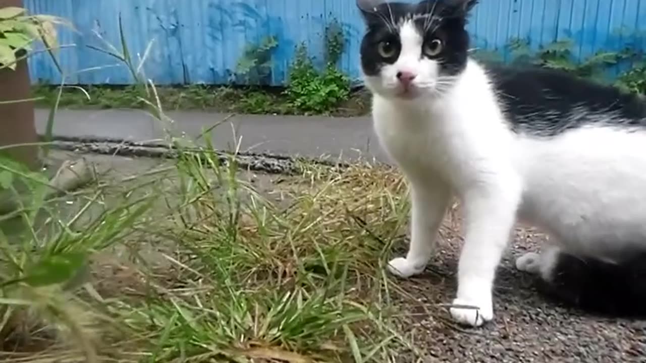 cats fighting for territory