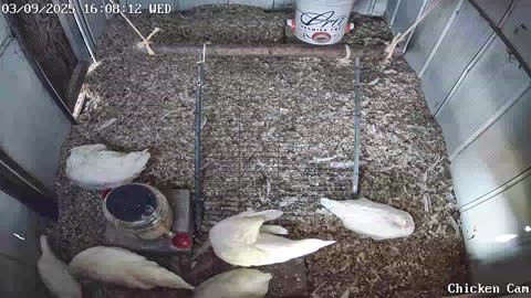 Millar Time Chicken Cam