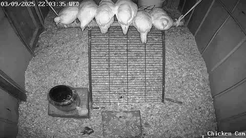 Millar Time Chicken Cam