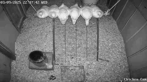 Millar Time Chicken Cam