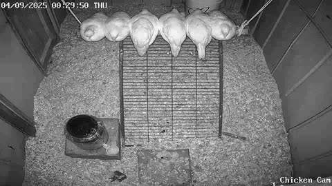 Millar Time Chicken Cam