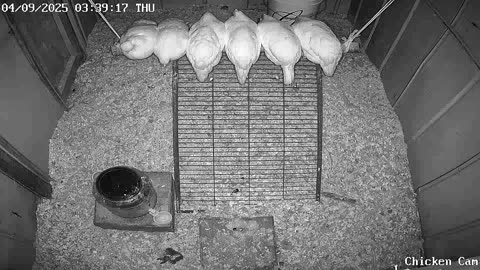 Millar Time Chicken Cam