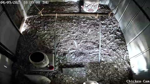 Millar Time Chicken Cam