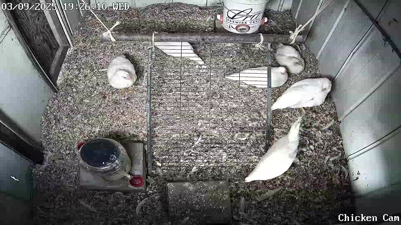 Millar Time Chicken Cam
