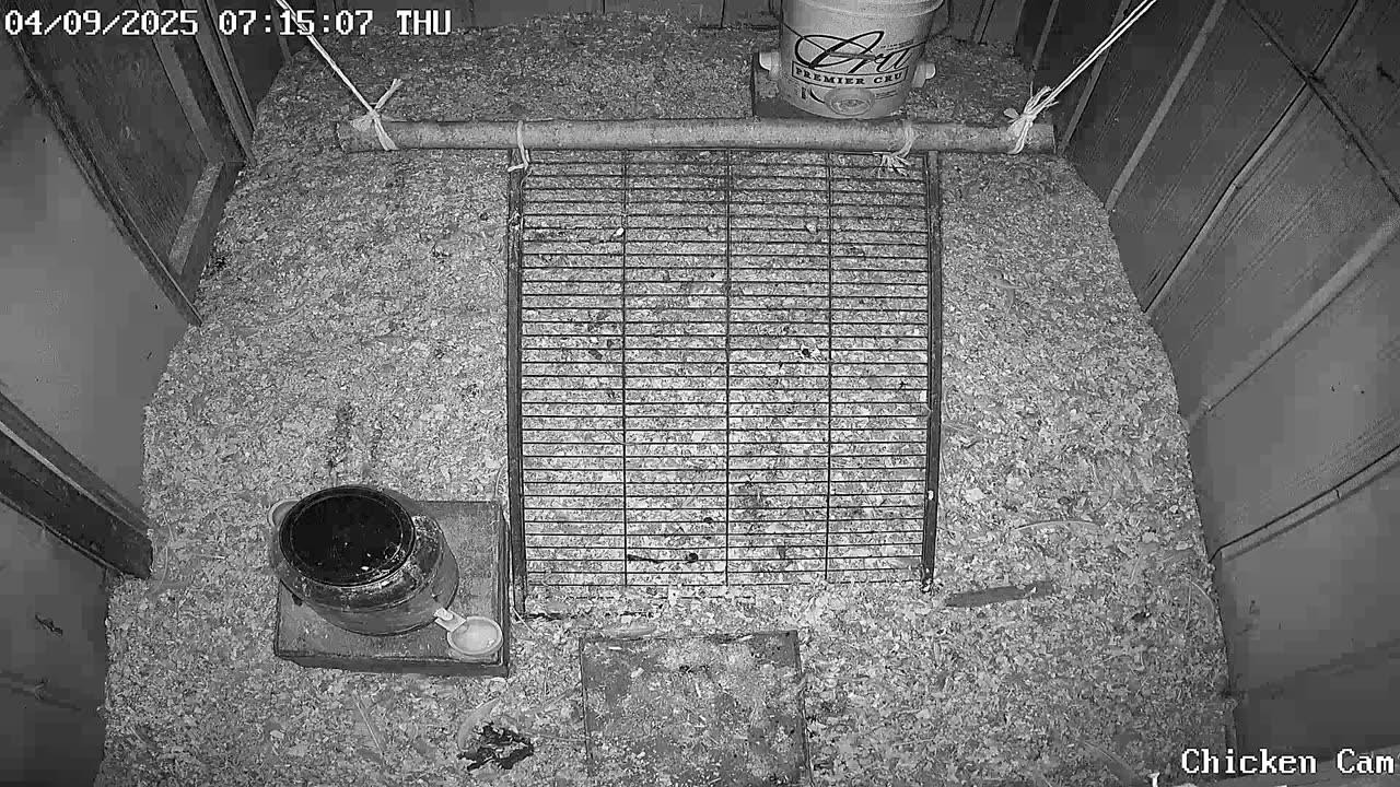 Millar Time Chicken Cam