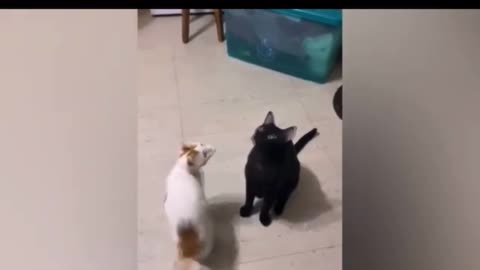Funny animals.