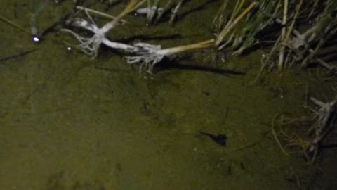 Fish happily swimming in their pond