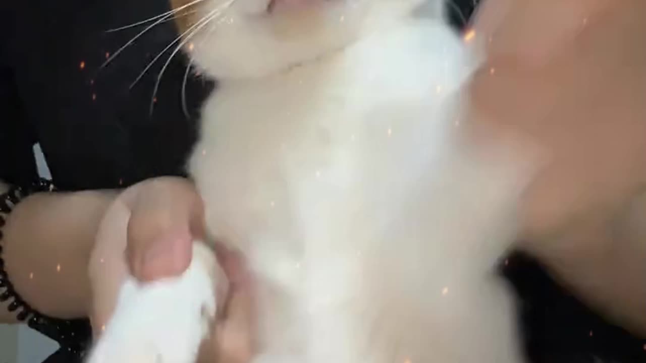 Paws up! Bring that face closer, Let me boop you with my lil' fluffer