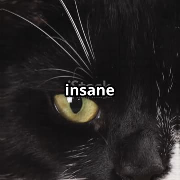 "CIA’s Secret Spy Cats: The Bizarre Truth Revealed! 🐱🕵️‍♂️ #Espionage #Shorts"