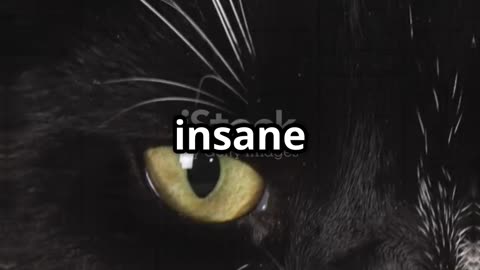"CIA’s Secret Spy Cats: The Bizarre Truth Revealed! 🐱🕵️‍♂️ #Espionage #Shorts"