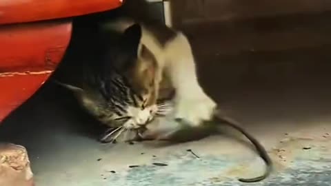Animals