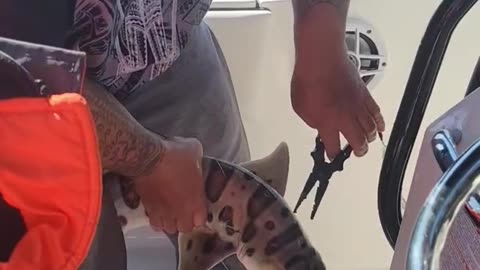 #SHORTS - SHARKS ARE STRONG