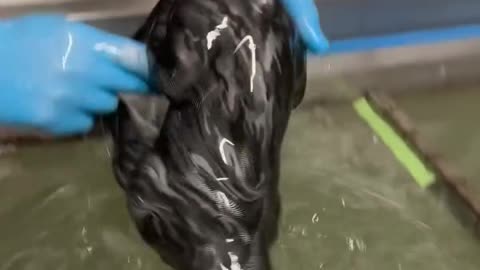 Hydro dipping bulldog