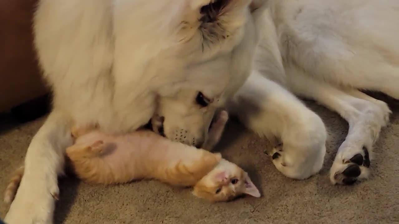 dog and cat together