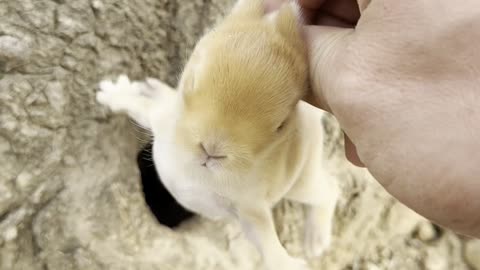 Adorable Baby Rabbit Furry Cuteness! 🐇