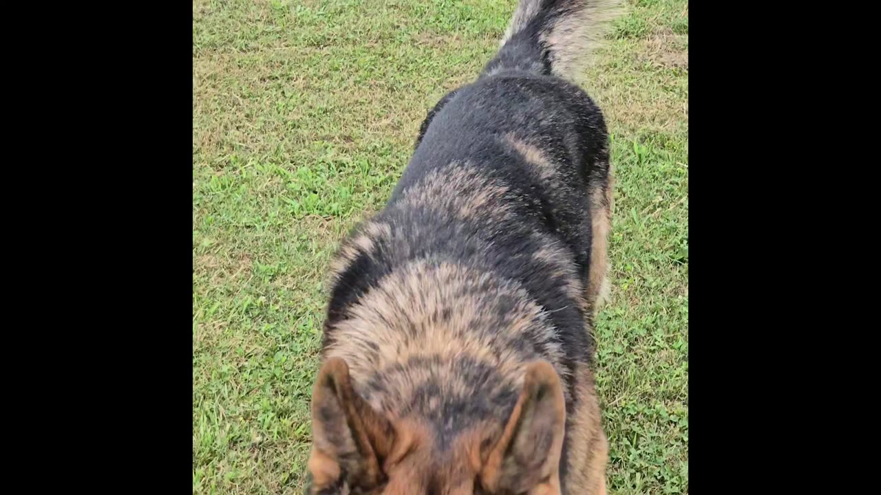 Virgil german shepherd.