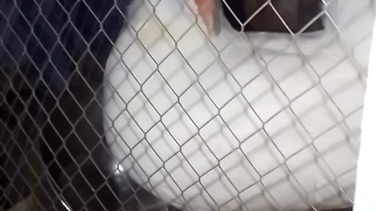 Beautiful Pigeon's Pair