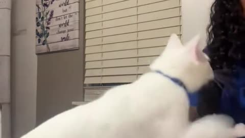 Rude Cats