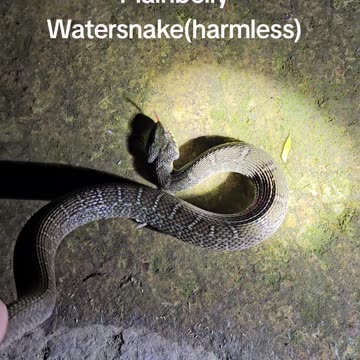 Catching a Plainbelly Watersnake