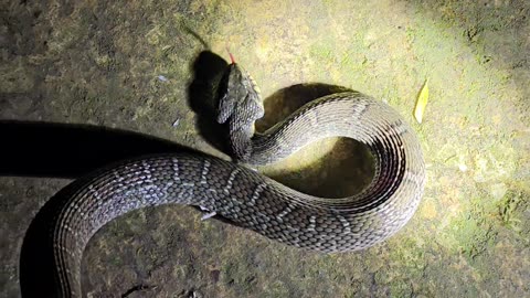 Catching a Plainbelly Watersnake