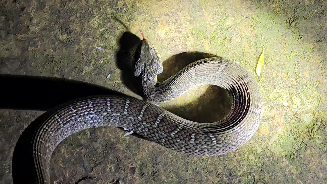 Catching a Plainbelly Watersnake