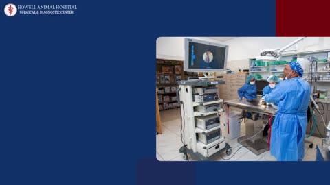 Urgent Pet Surgical Care You Can Trust in Monmouth County, NJ