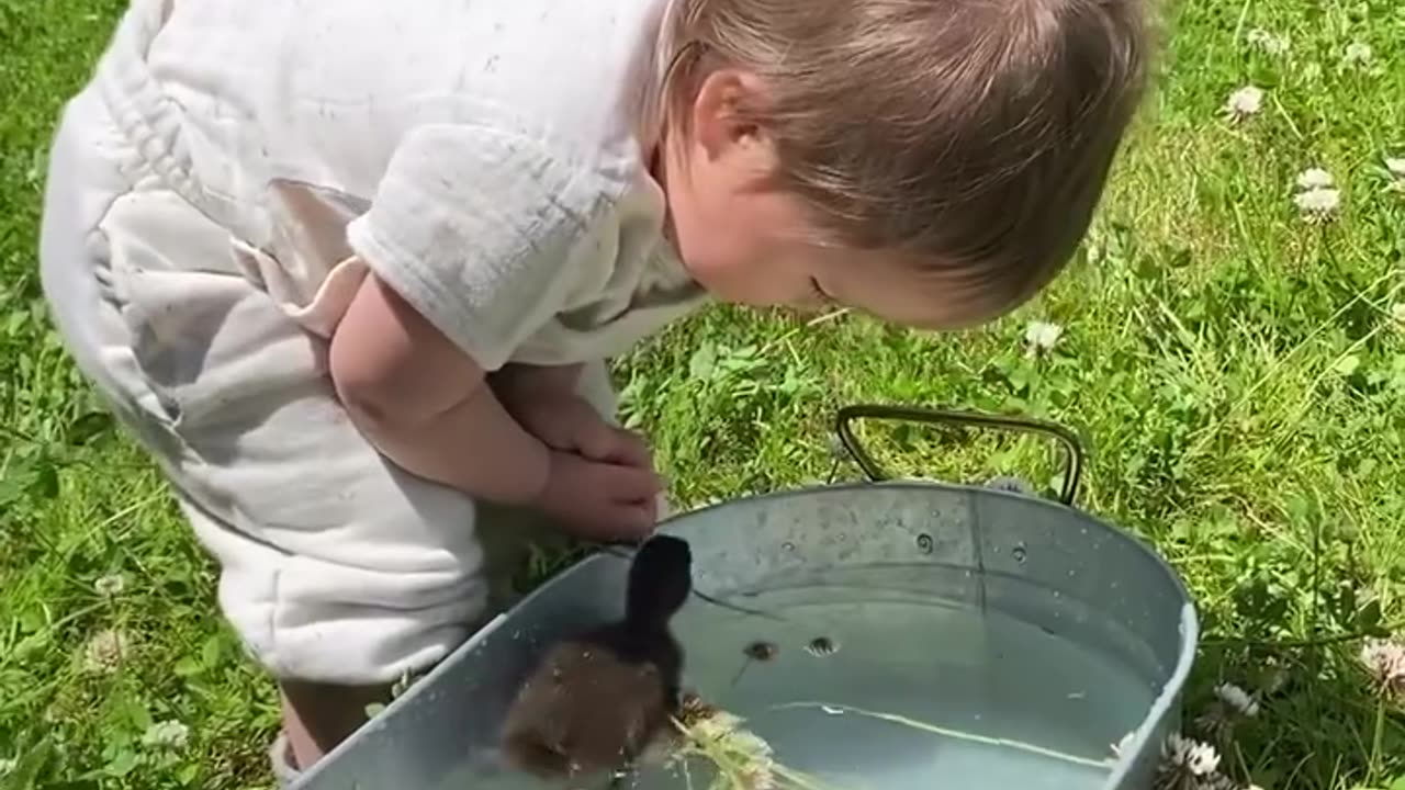 Animals and natural shots video
