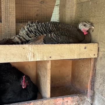 Allan isn't moving, she's sitting on some eggs!!!!