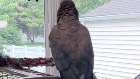 the funniest parrot ever 😂 you won’t believe what it says!