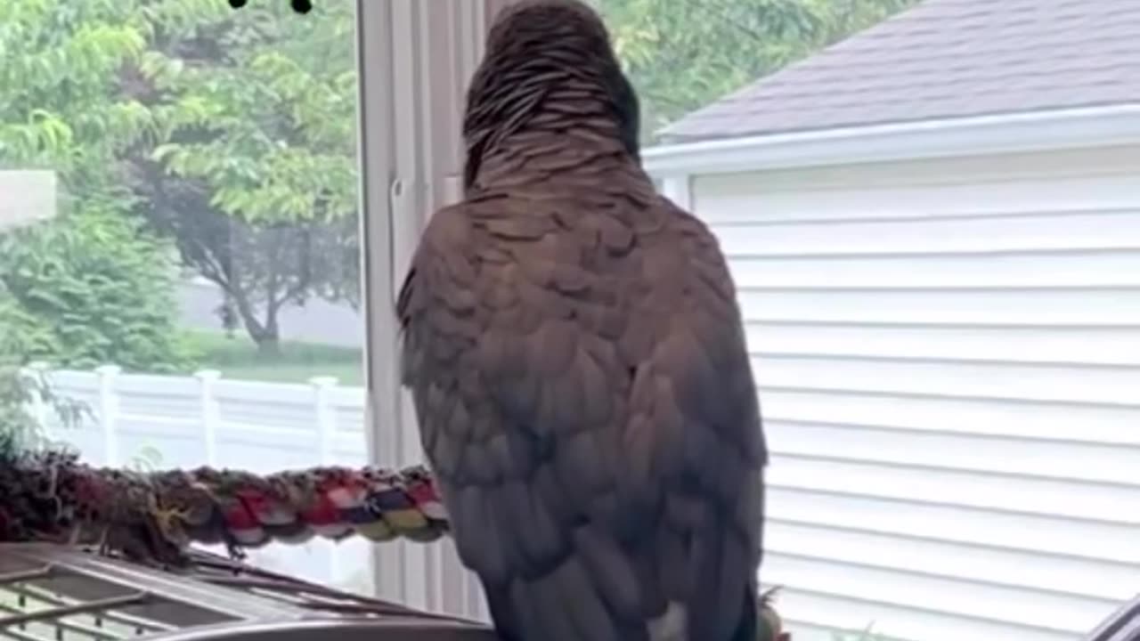 the funniest parrot ever 😂 you won’t believe what it says!
