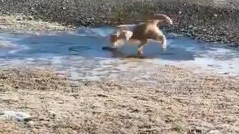 🤣🎶 Looney Tunes Come to Life in This Hilarious Clip! | FunFM