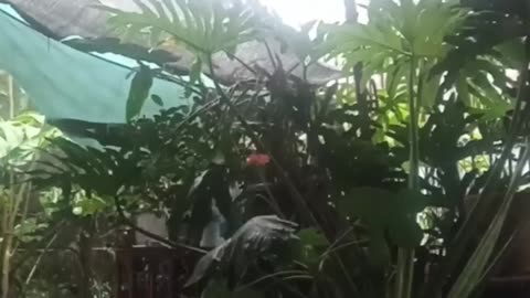 Pray for Philippines