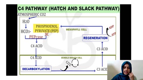 Plus Two Biology Chapter 11 Part 4