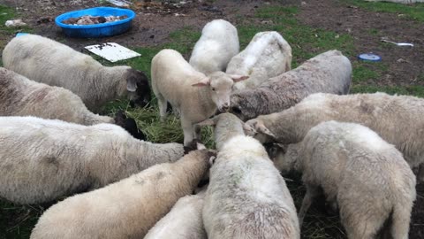 Hungry Little Ram Rides Bale