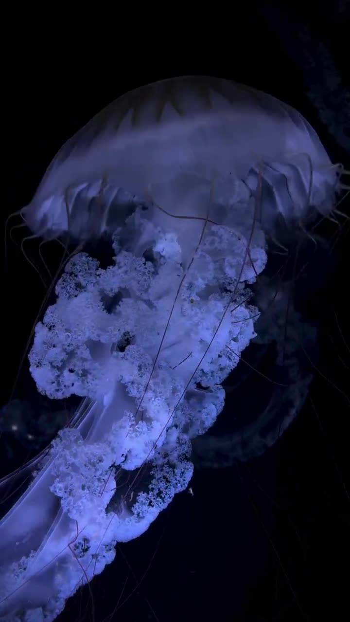 Mesmerizing dance of the jellyfish