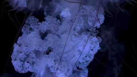 Mesmerizing dance of the jellyfish