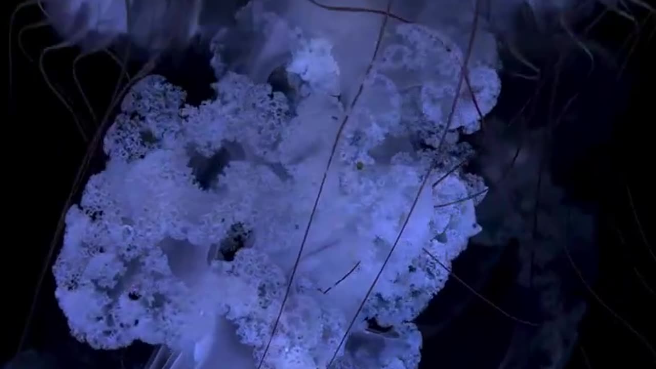 Mesmerizing dance of the jellyfish