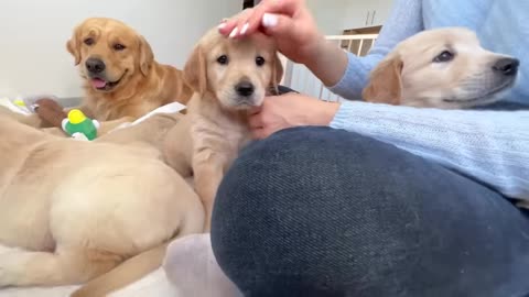 golden retriever had sweet reaction to his puppies