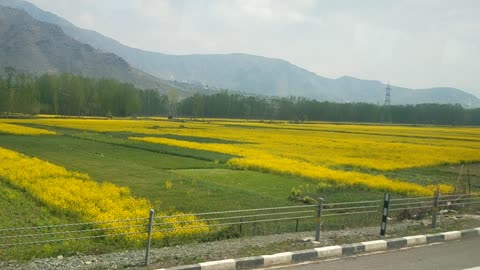Kashmir Views! India