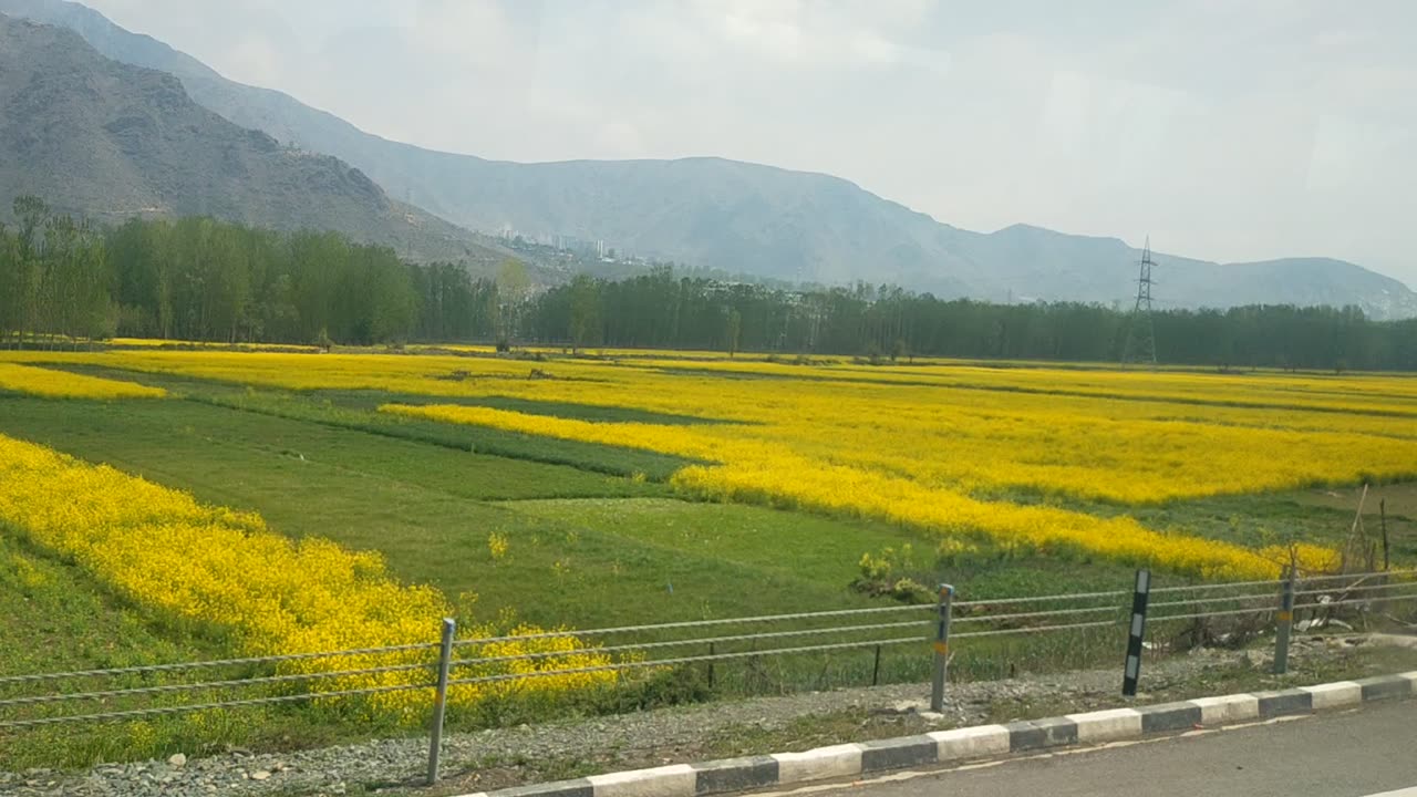 Kashmir Views! India
