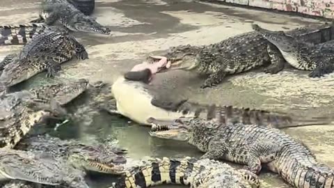 Fed the crocodile.