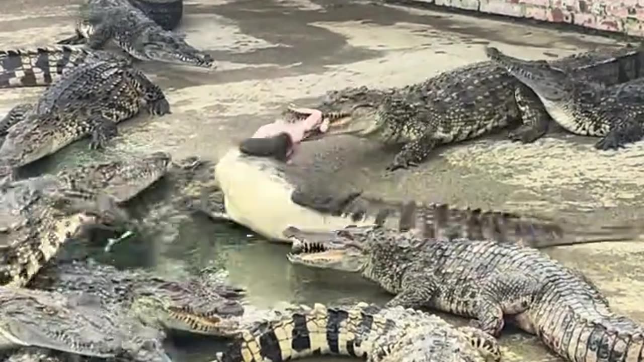 Fed the crocodile.