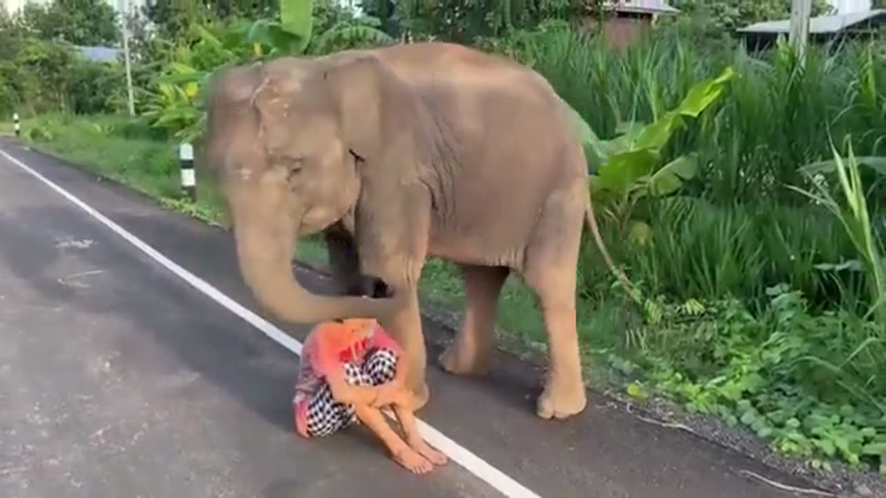 Mother Elephant with Family