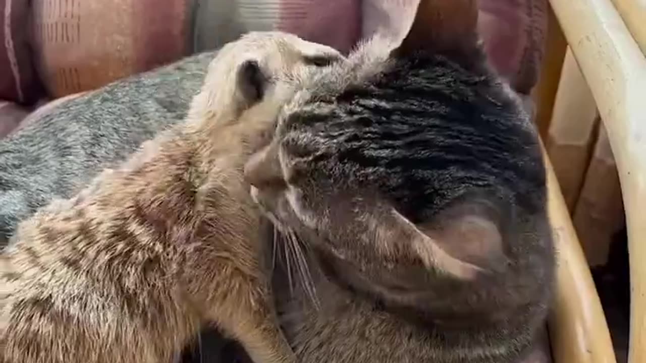 A mere cat and a meerkat.
