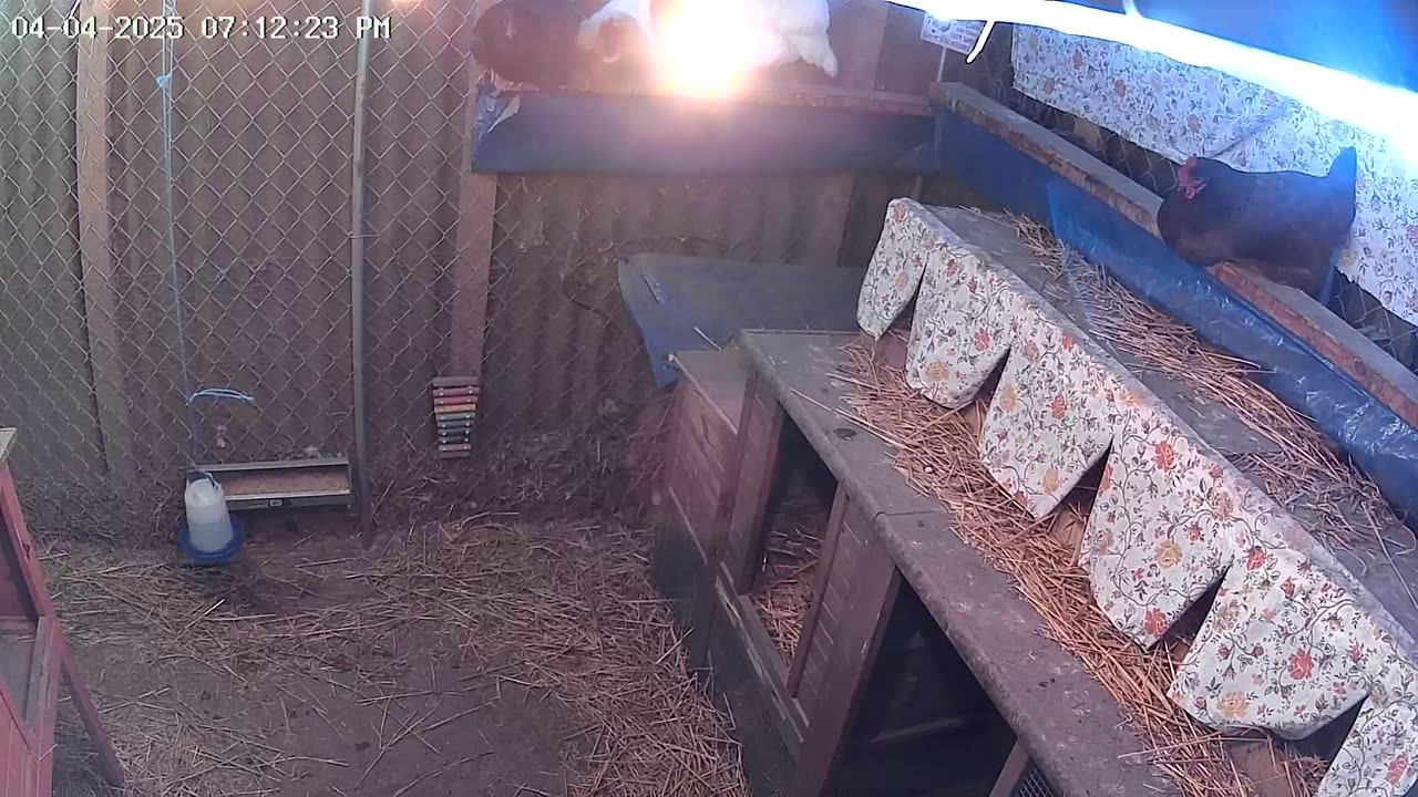 Friday Night Perch Up Cam2