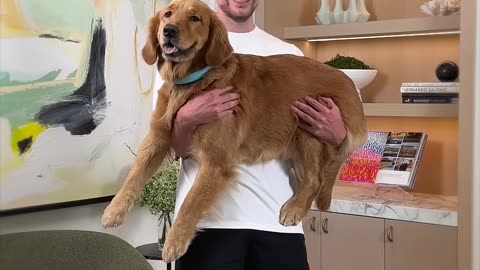 Holding bigger and bigger dogs