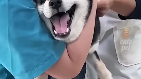 #Funny animal vedio