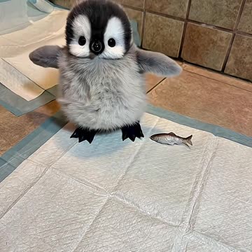 Cute Penguin baby